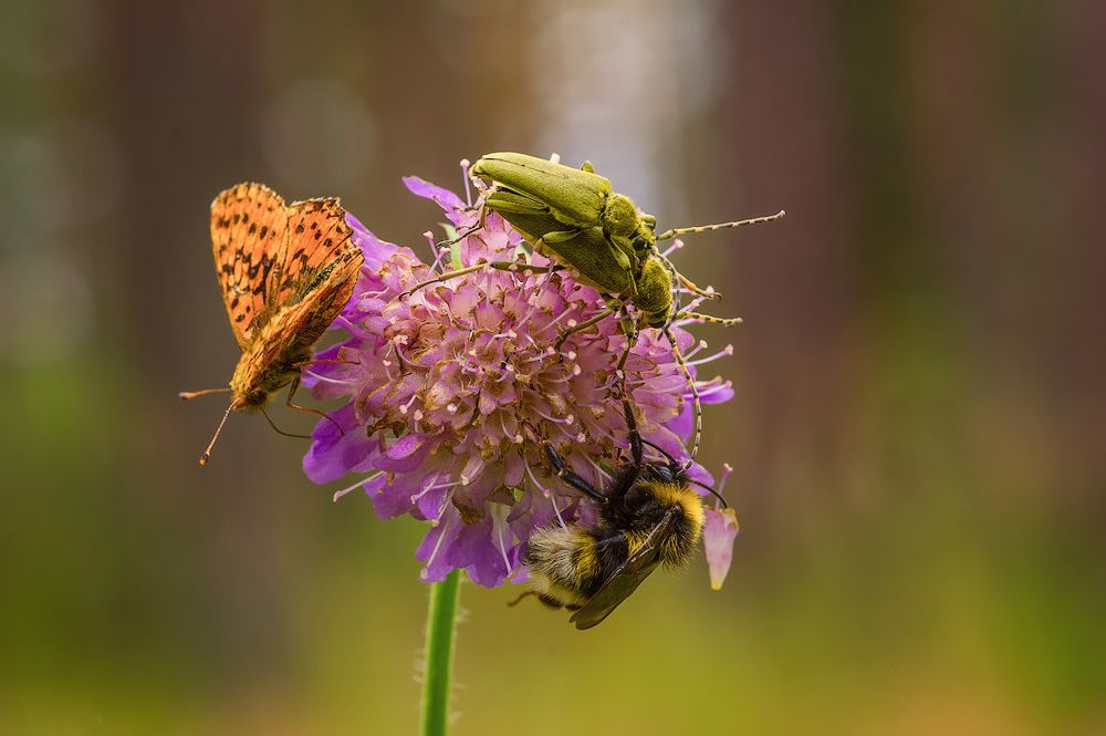 про жизнь в общежитии. Разношерстная компания