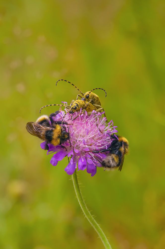 про жизнь в общежитии. Разношерстная компания