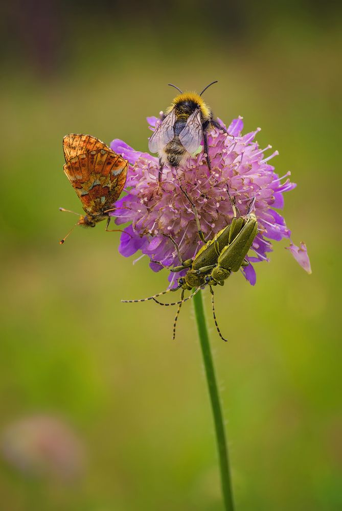 про жизнь в общежитии. Разношерстная компания