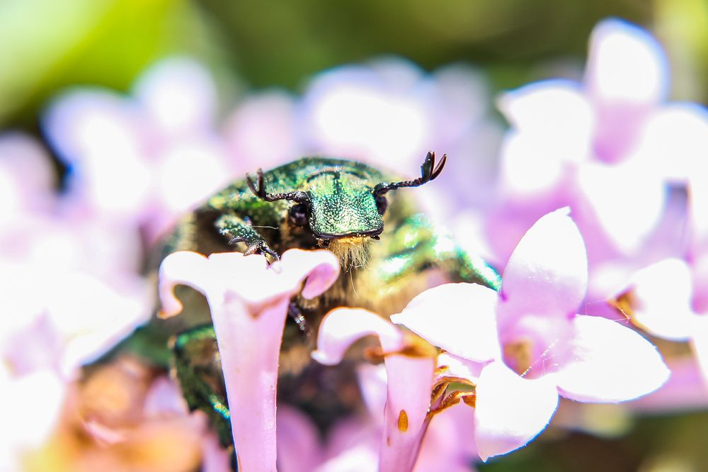 Поедатель сирени