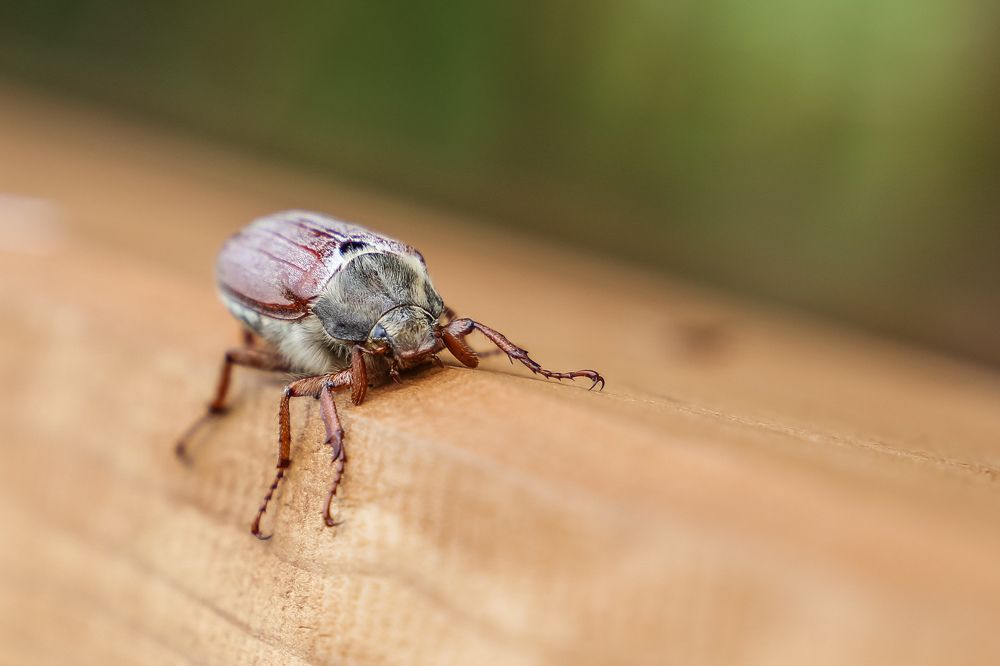 Майский жук