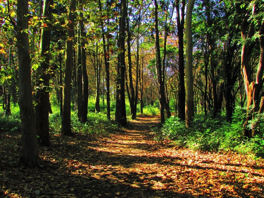 THE TREE OF THE TREE IN THE FOREST