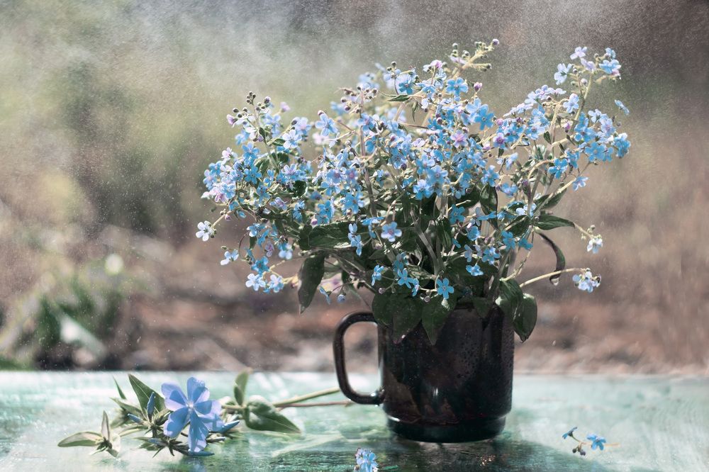 синеглазки