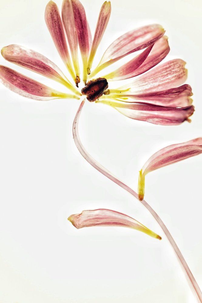 Photograph by Анастасия Като