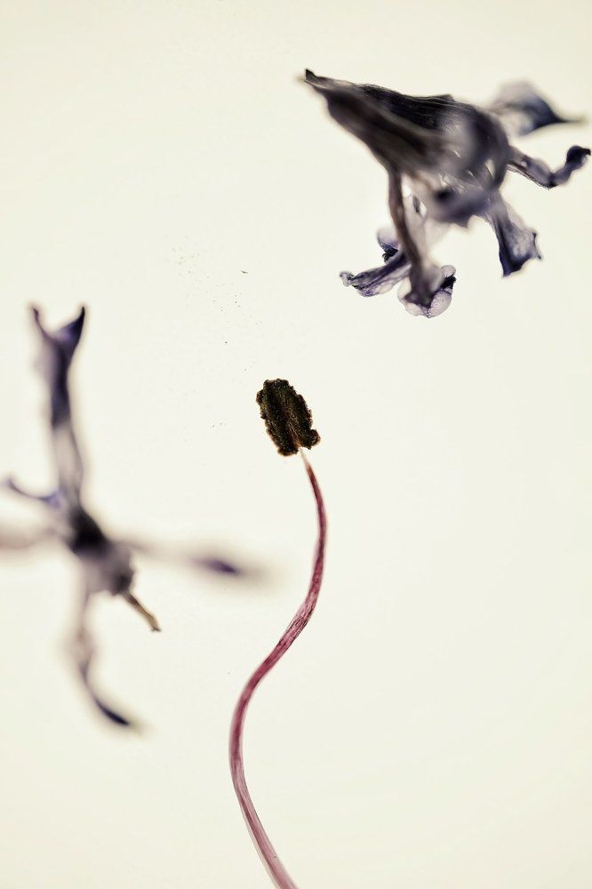 Стремление вверх