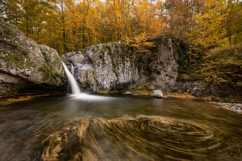 The dance of the leaves