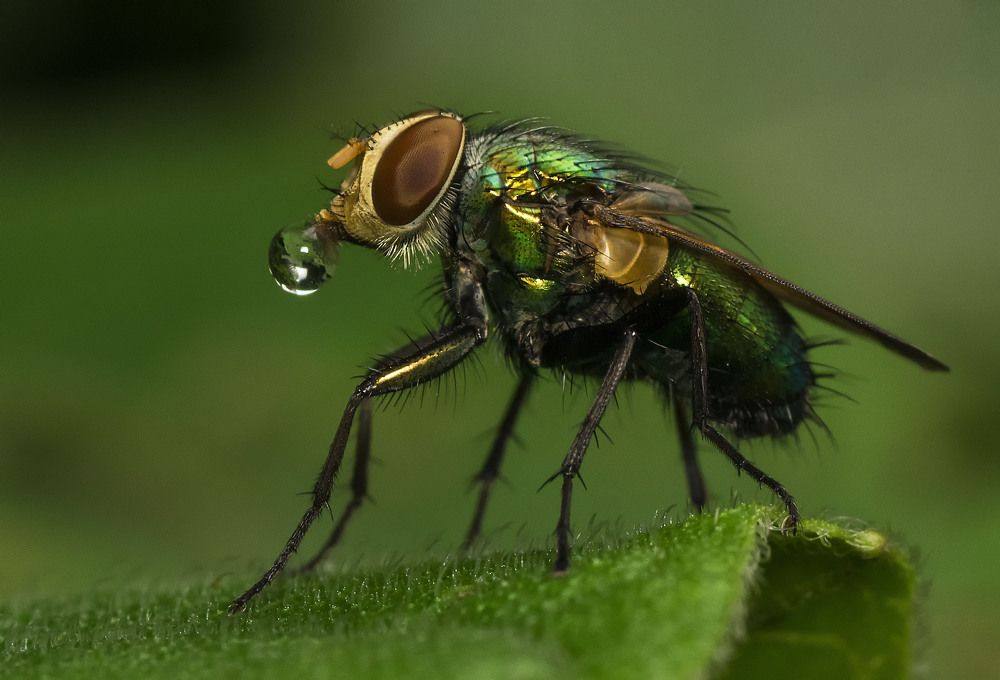 Bubbling Out Lifes Dreams.