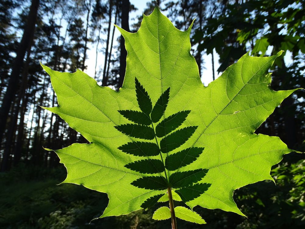 весенний лес