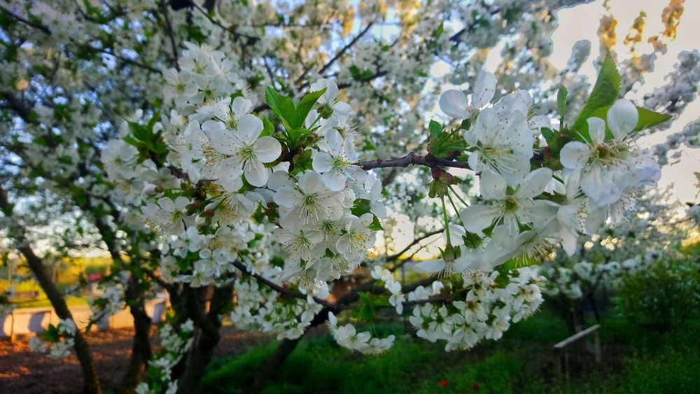 Photo #2772012