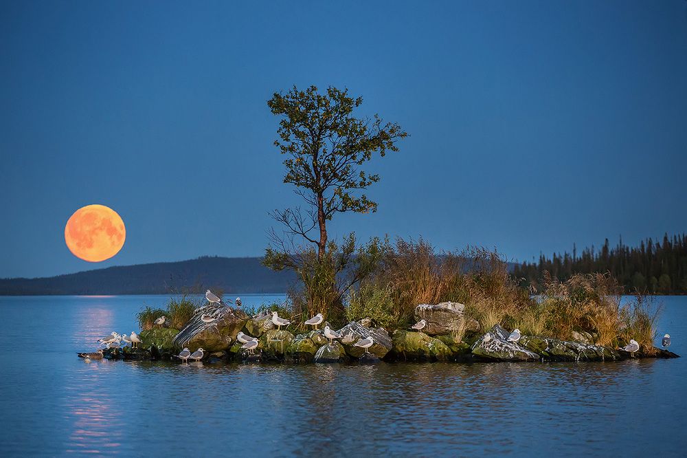 Остров чаек