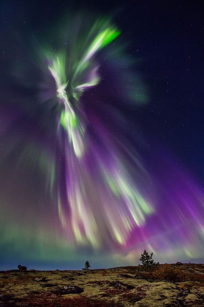 Птица Феникс