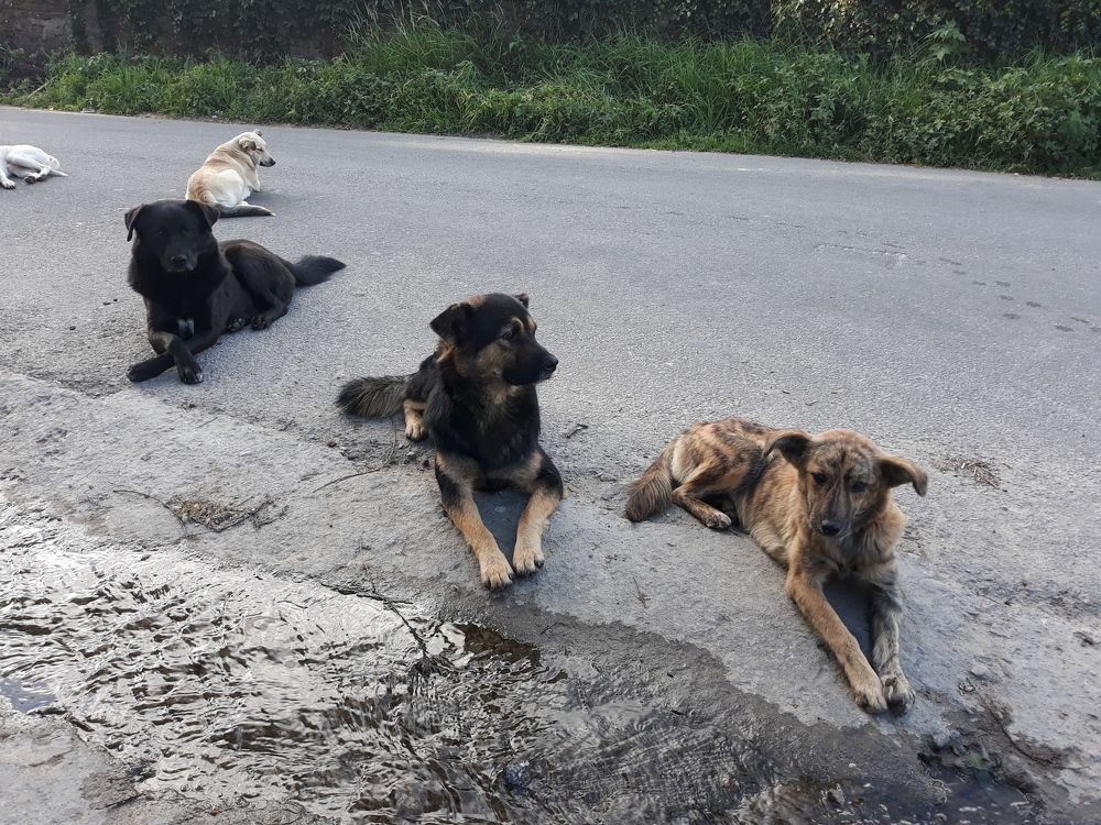 Stray dogs relaxing.