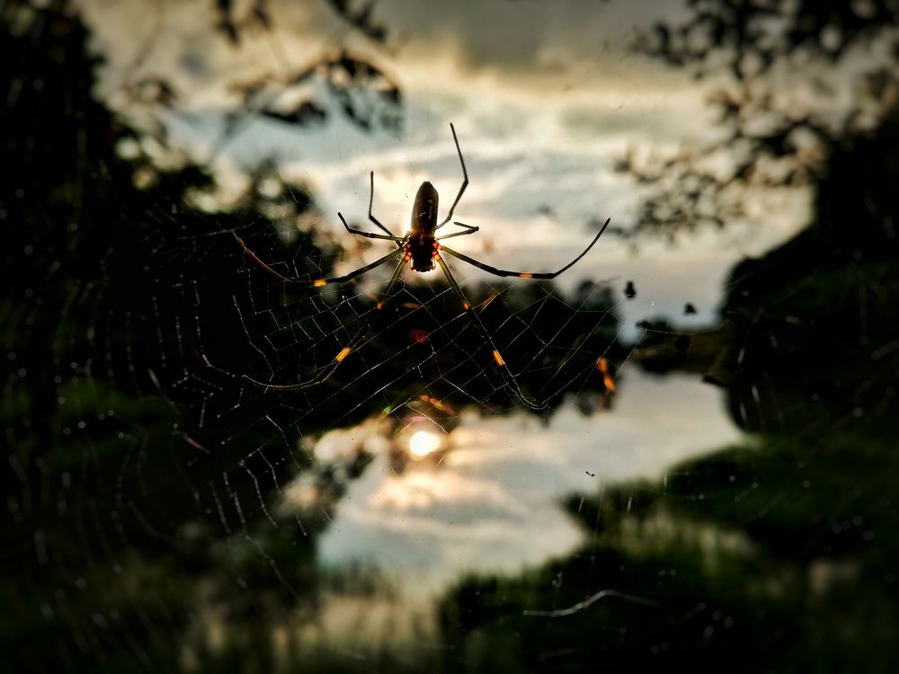 Sunset Spider