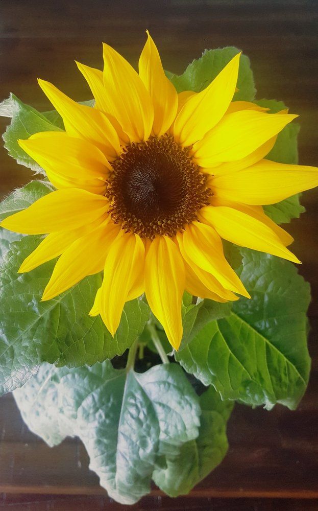 Smiling Sunflower