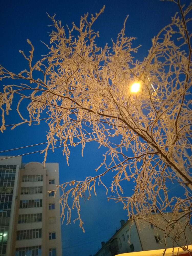 Деревья в бахроме снега