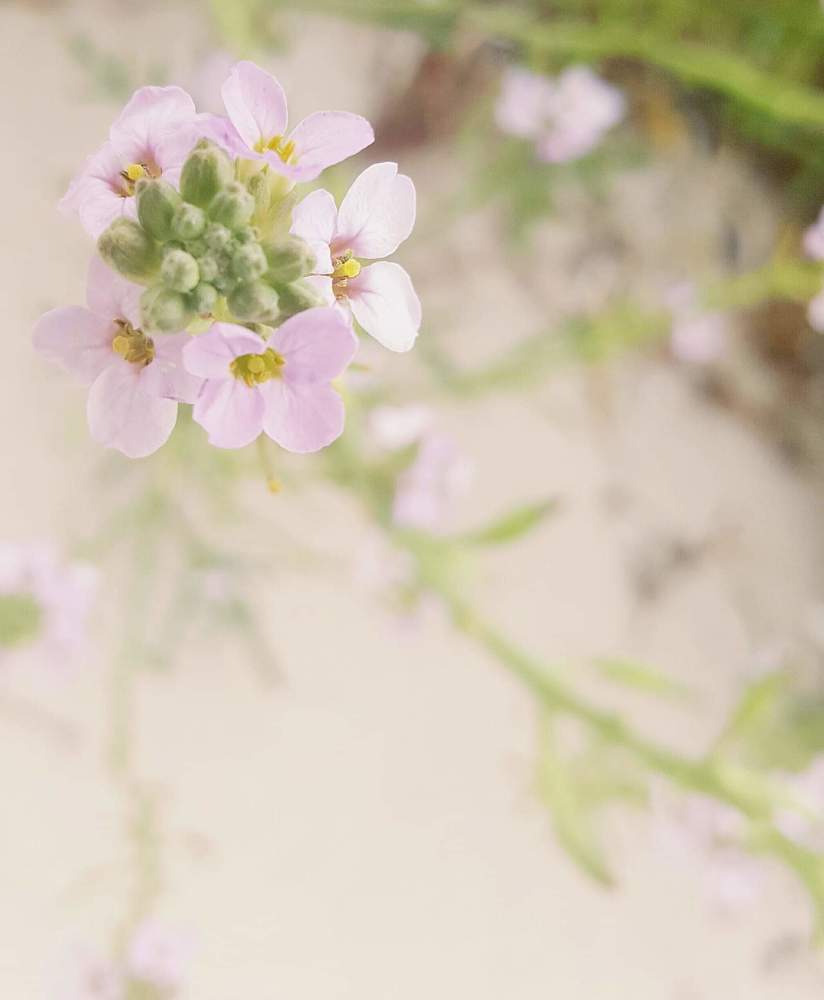 Busselton beach blossoms