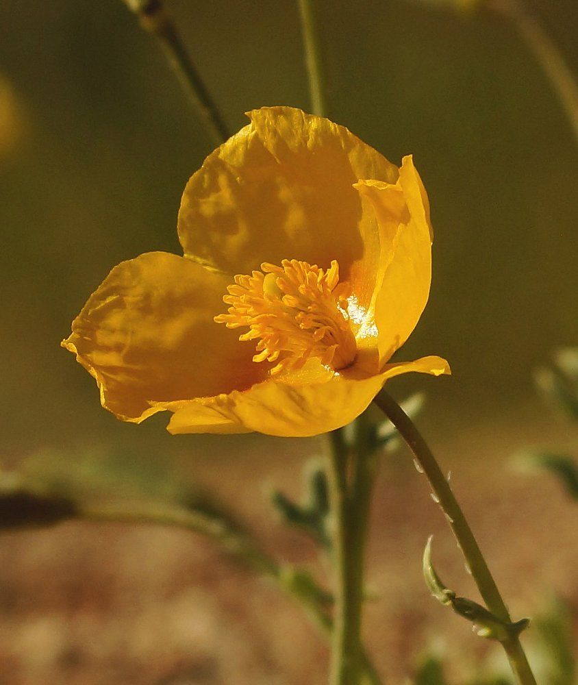 Photograph by Игорь Лукин