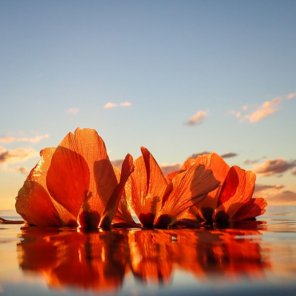 Wild Hibiscus Flowers at Sunset