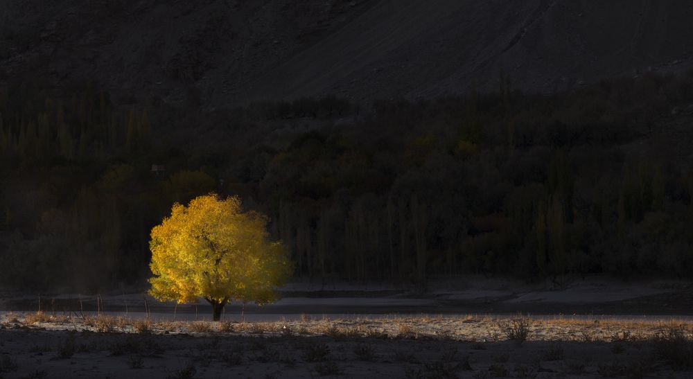 The Lone Autumn Tree