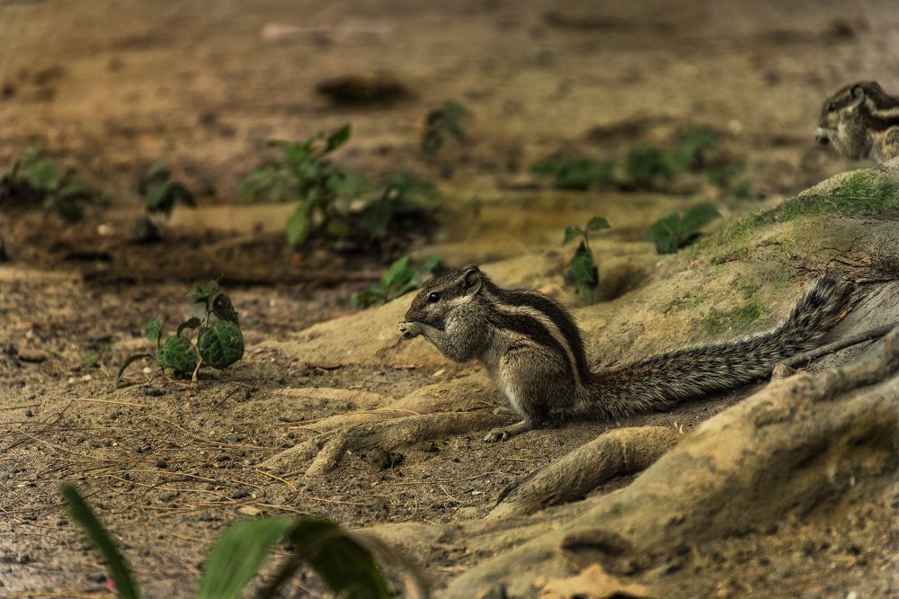 Indian palm squirrel