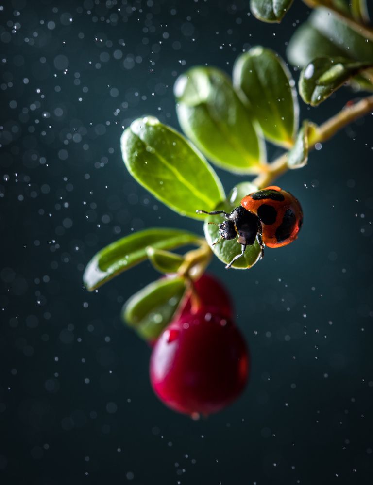 Божья коровка на бруснике