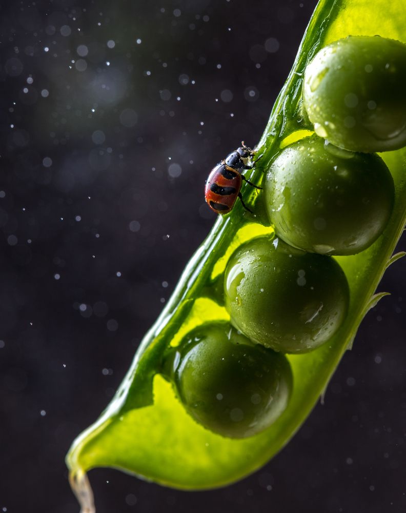 Божья коровка на горошке