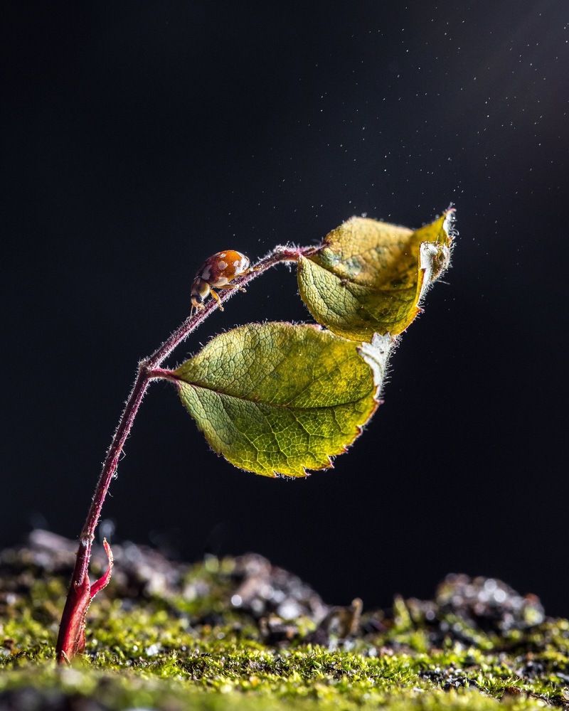 Божья коровка на листике