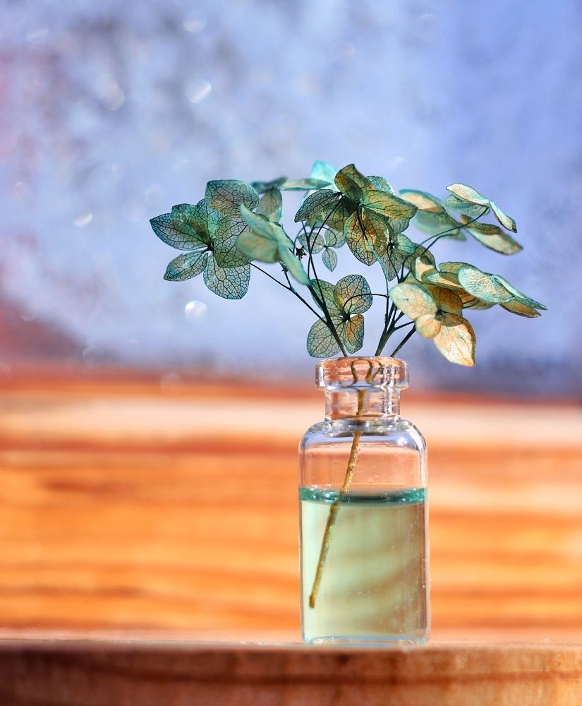 Гортензия на морозном окне