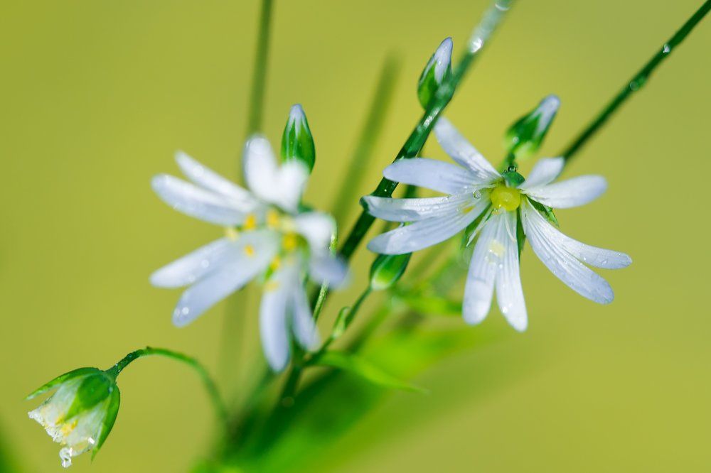 Свежесть в цветах...