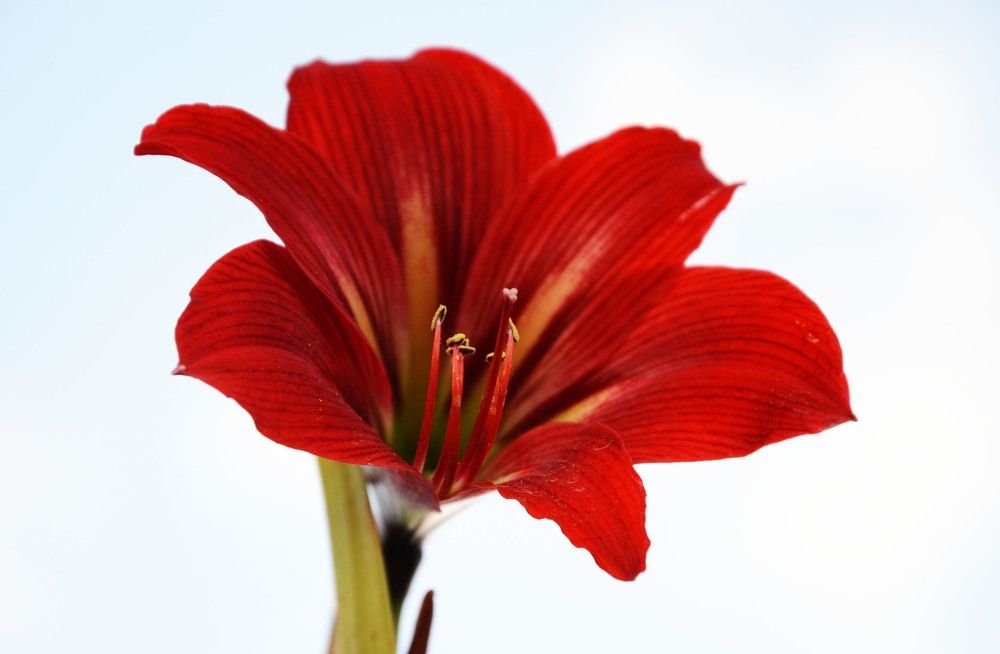 Red flower