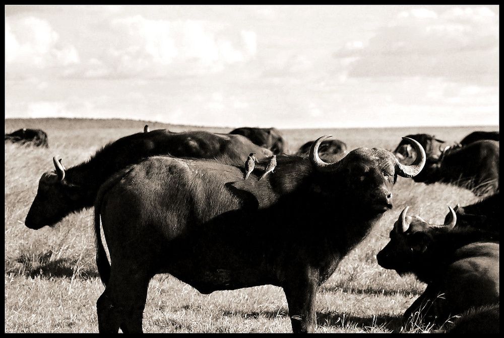 Три рога на троих