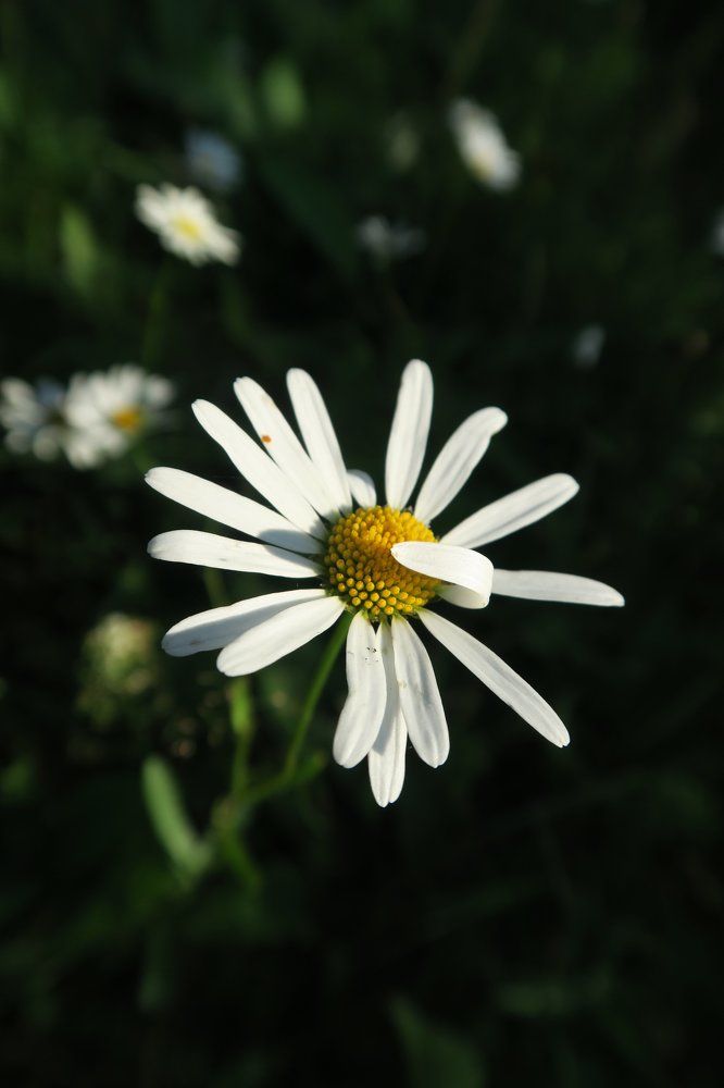 Photograph by Ольга Фагерроз