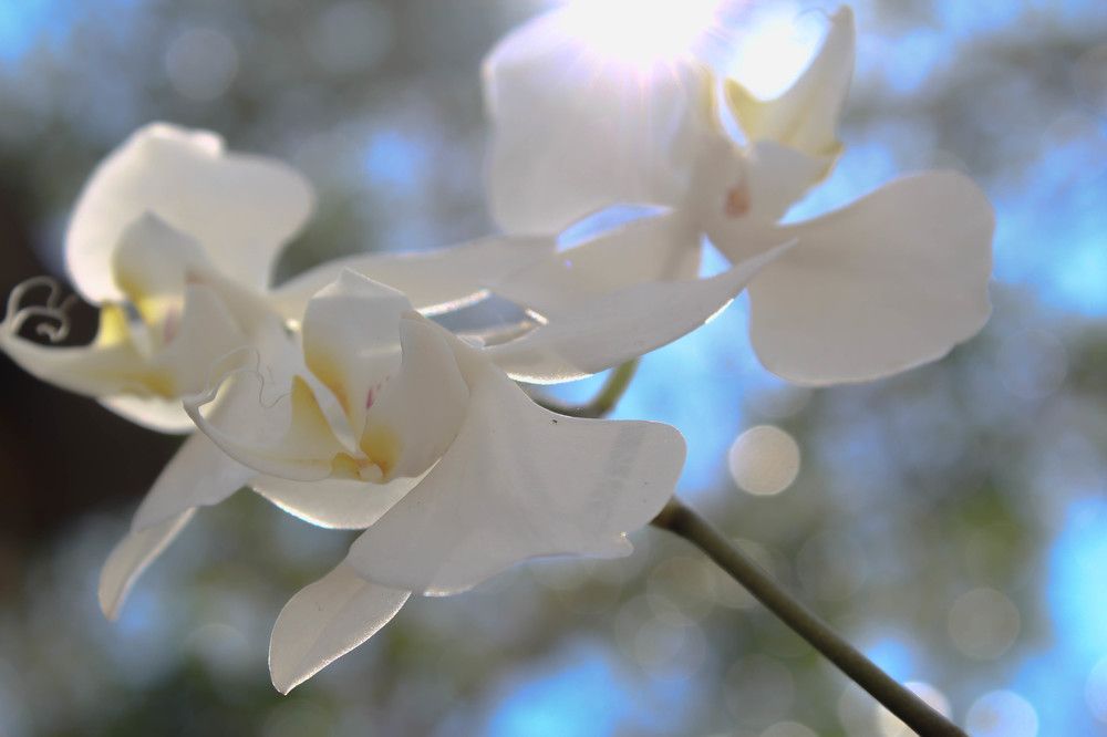 Purity and Cleanliness