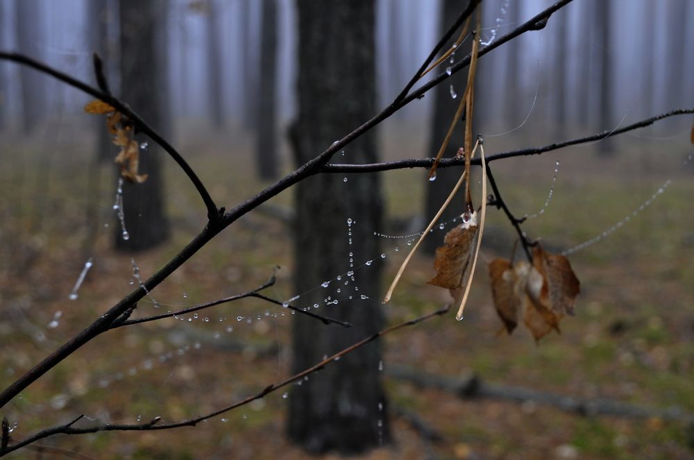Осень в лесу.