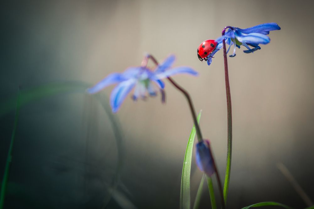 Где-то в лесу