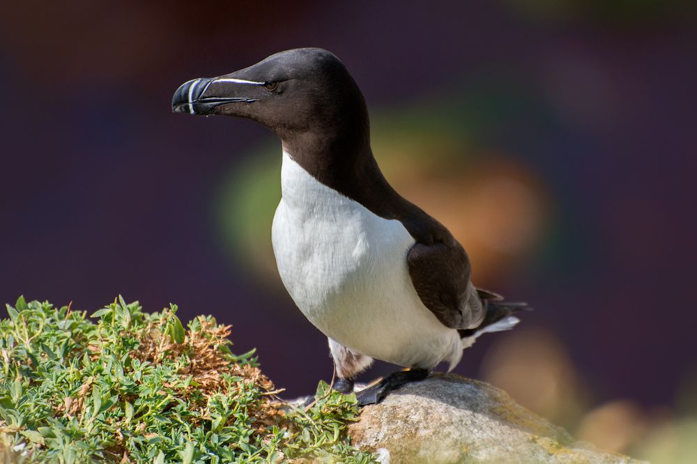 Razorbill