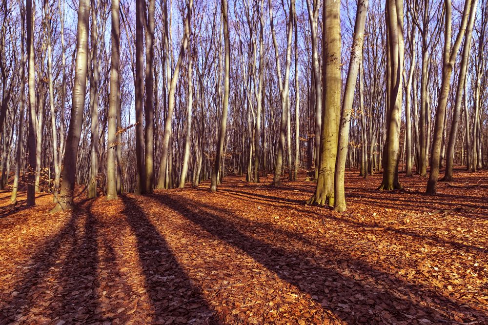 Тени в осеннем лесу