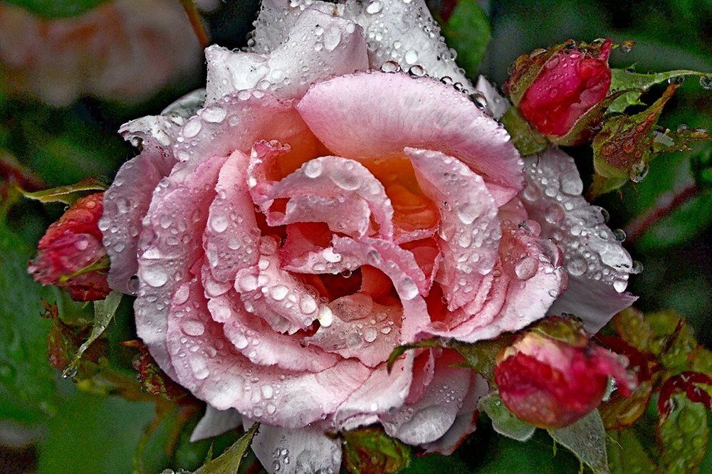 Королева цветов