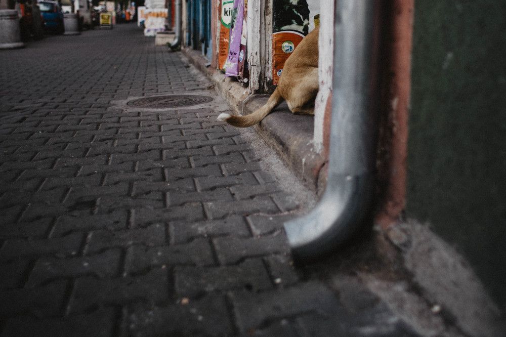 Photograph by Olga Pibars