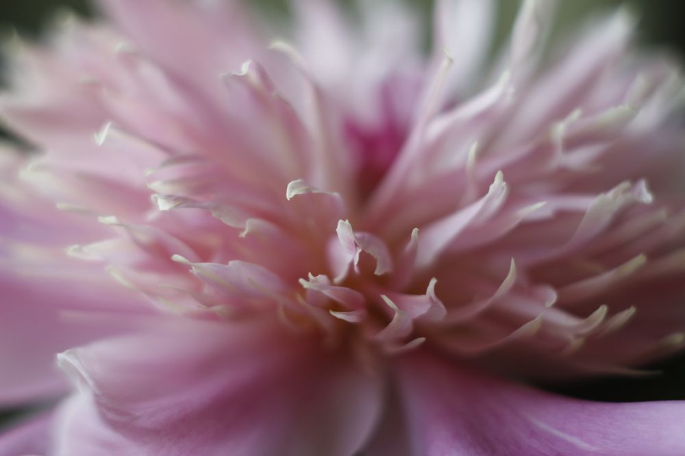 Благоухание весны