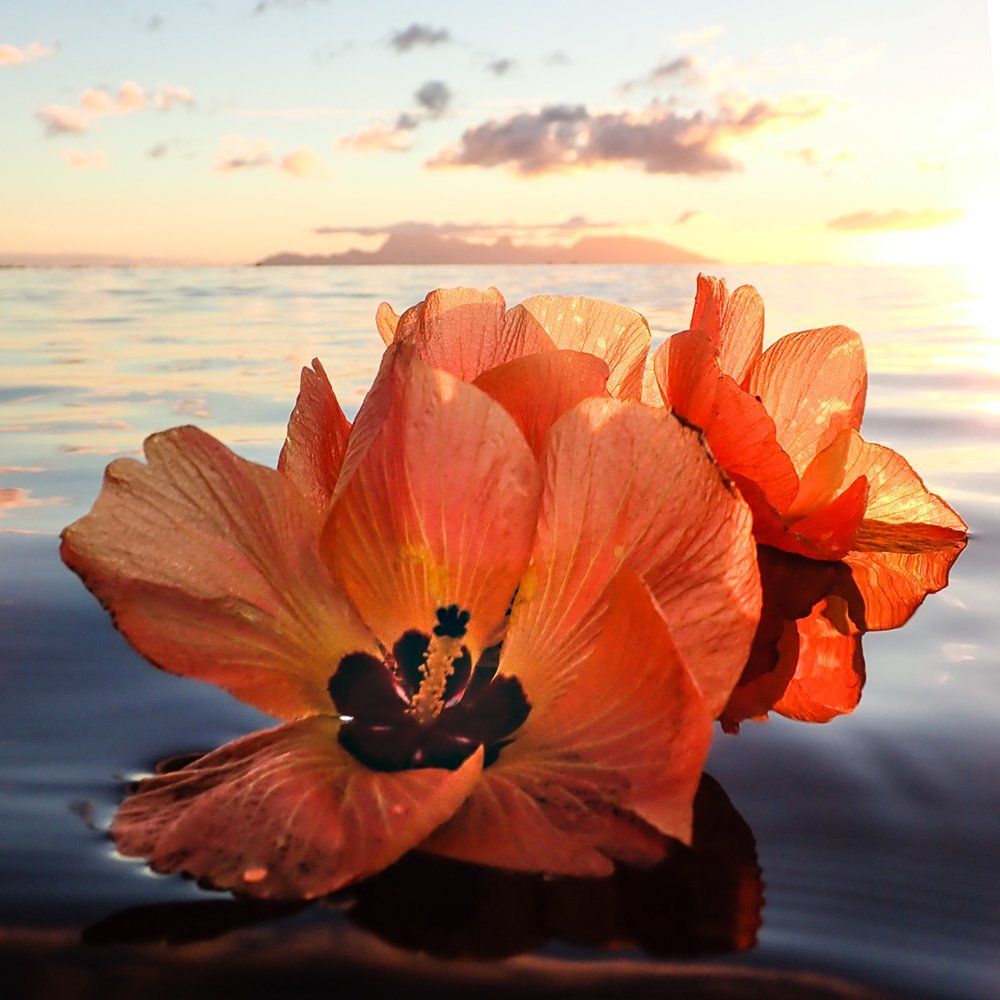 Wild Hibiscus Flowers and Moorea