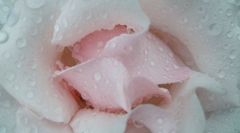 Роза после дождя.