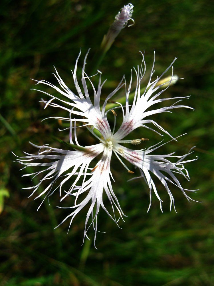 Луговой цветок.