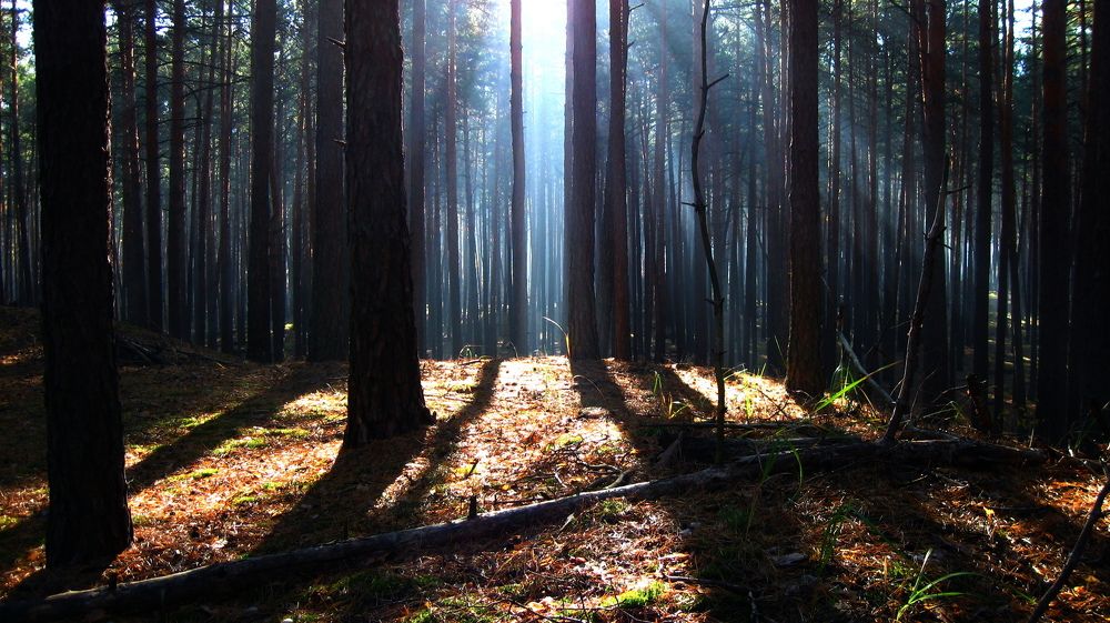 Тени в лесу.