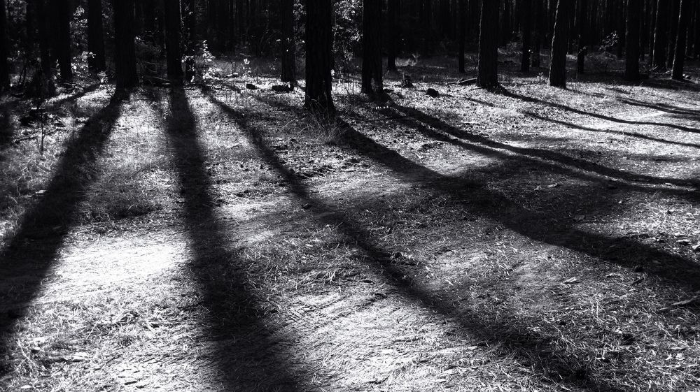 Лесные тени.