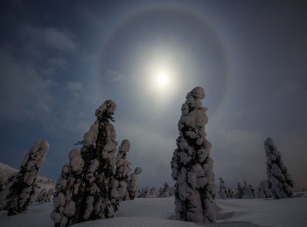 Сказ о елях