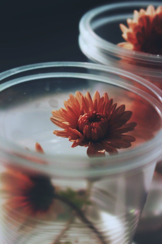 Photograph by Silvia Dubceac