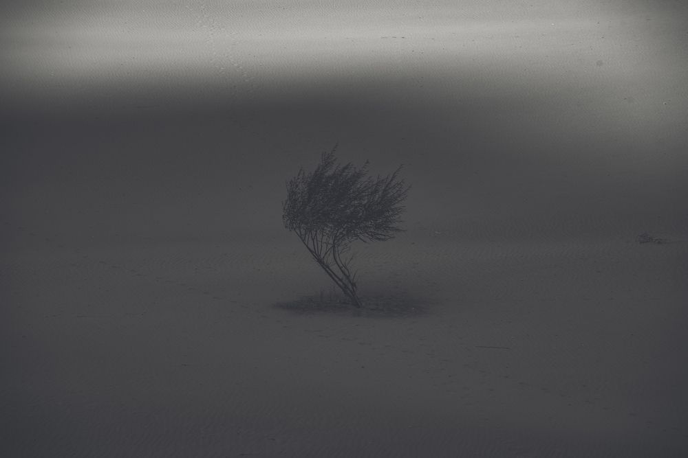 lonely tree skardu