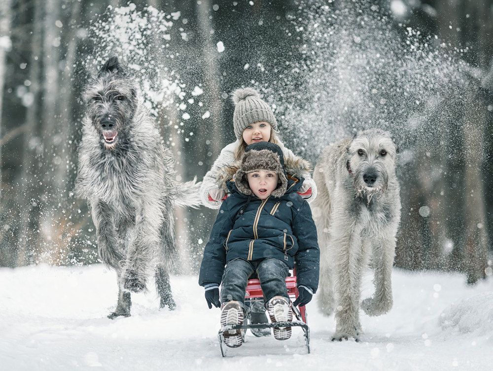 Crazy Sleigh Ride accompanied by Irish Wolfhounds
