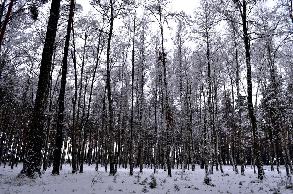 Зимний лес.